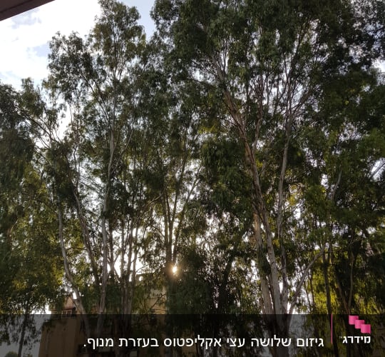 עצים גבוהים עם ענפים גזומים בחלקם התחתון